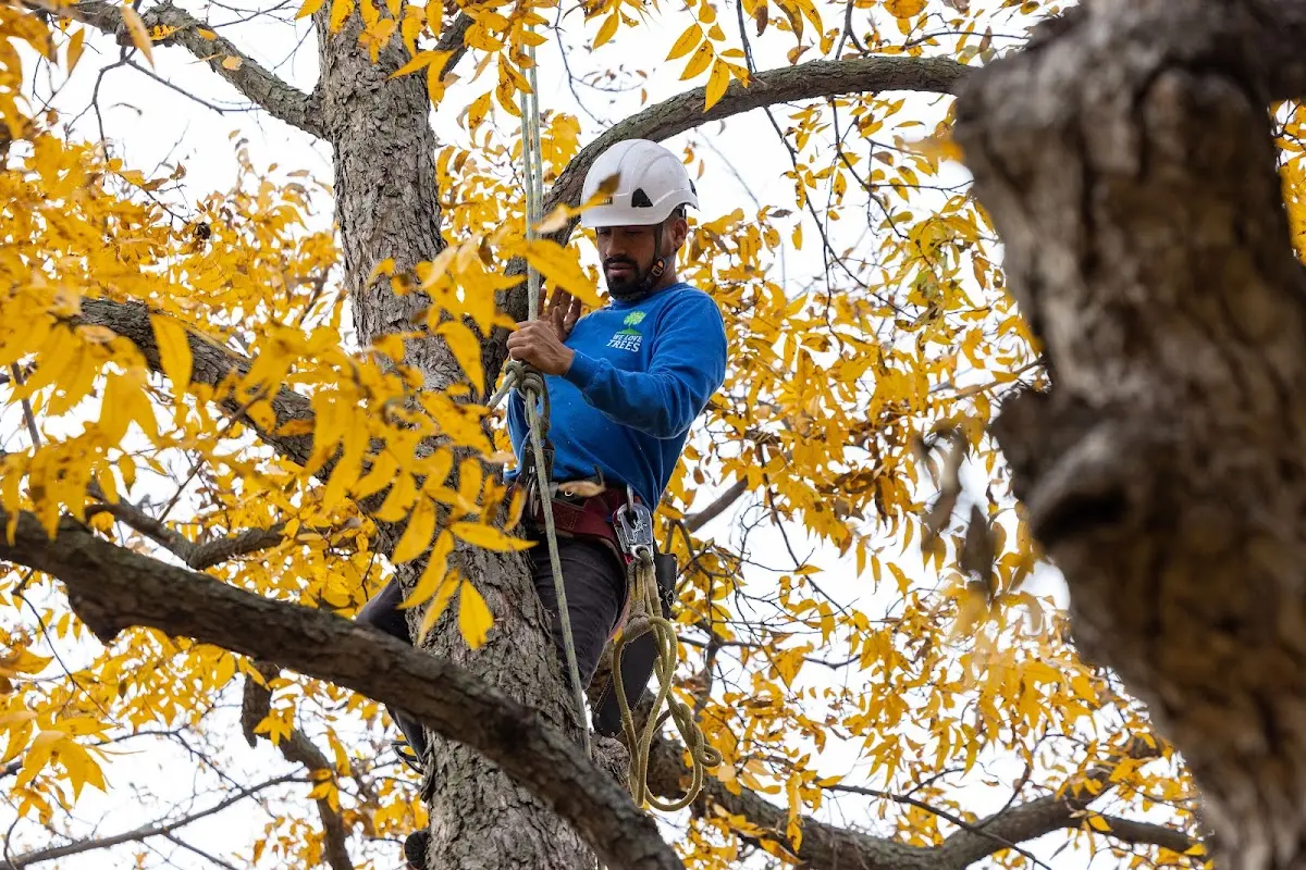 Skilled Storm Damage Cleanup crew working in Forestville